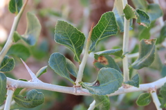 Commiphora pyracanthoides