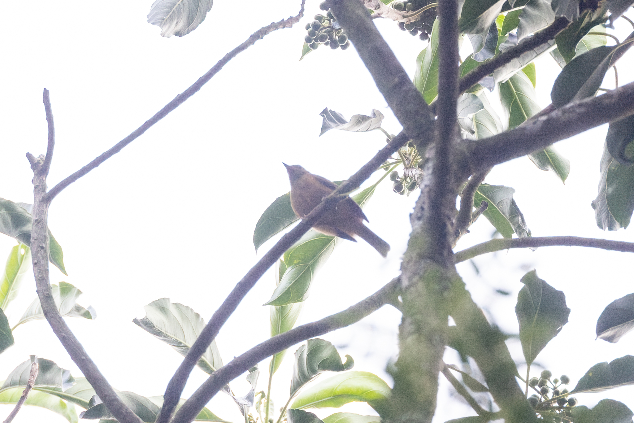 Ochre-bellied Flycatcher (Mionectes oleagineus), photo 7