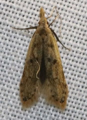 Dichomeris punctipennella