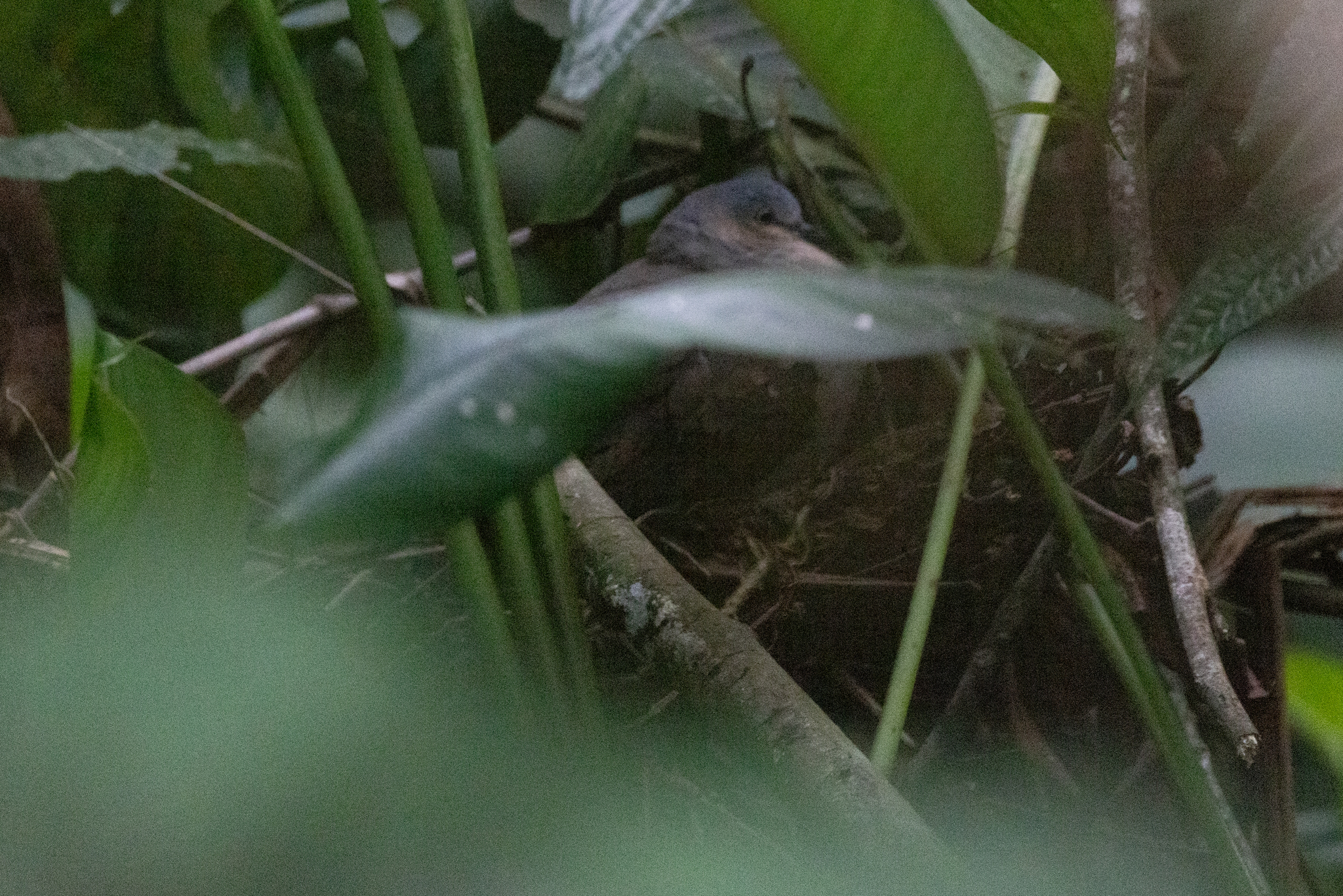 Grey-headed Dove (Leptotila plumbeiceps), photo 3
