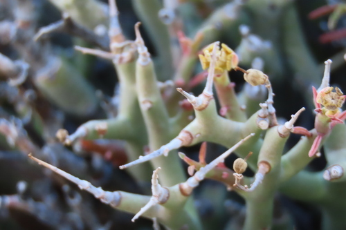Euphorbia lignosa, photograph 6