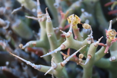 Euphorbia lignosa, photograph author not stated, no rights reserved