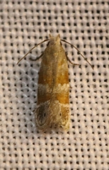 Battaristis vittella