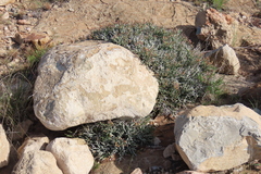 Euphorbia lignosa, photograph author not stated, no rights reserved
