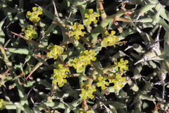 Euphorbia lignosa, photograph author not stated, no rights reserved