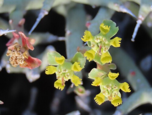 Euphorbia lignosa, photograph 3