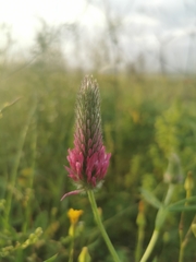 Trifolium purpureum