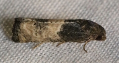 Epiblema desertana