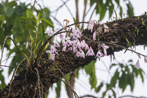 Dendrobium transparens, photograph 2