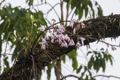 Dendrobium transparens, photograph 3