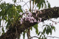 Dendrobium transparens, photograph (c) Ramesh Shenai, some rights reserved (CC BY)