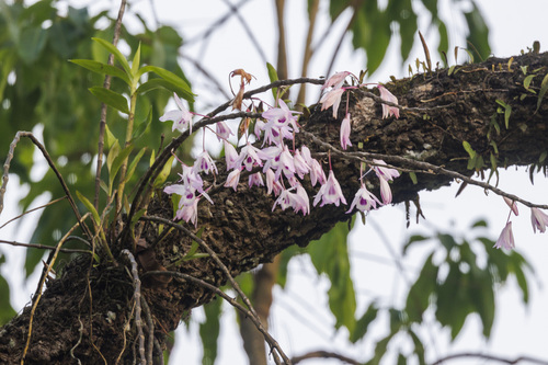 Dendrobium transparens, photograph 5