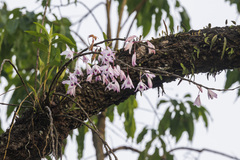 Dendrobium transparens, photograph (c) Ramesh Shenai, some rights reserved (CC BY)
