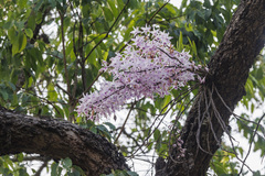 Dendrobium transparens