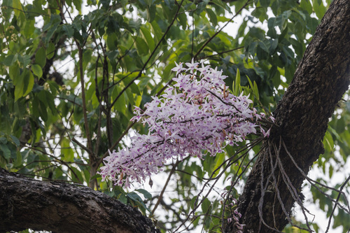 Dendrobium transparens, photograph 1