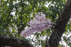 Dendrobium transparens, photograph (c) Ramesh Shenai, some rights reserved (CC BY)