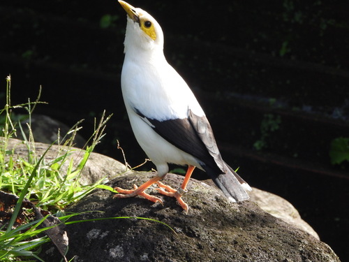 Black-winged Myna (Acridotheres melanopterus), photo 4
