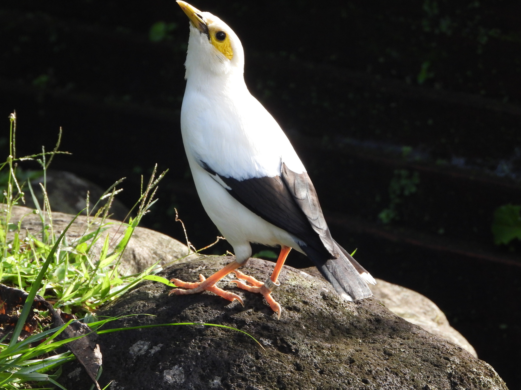Black-winged Myna (Acridotheres melanopterus), photo 4