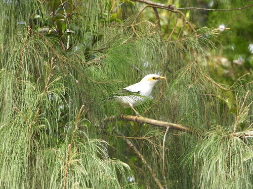 Black-winged Myna (Acridotheres melanopterus), photo 3
