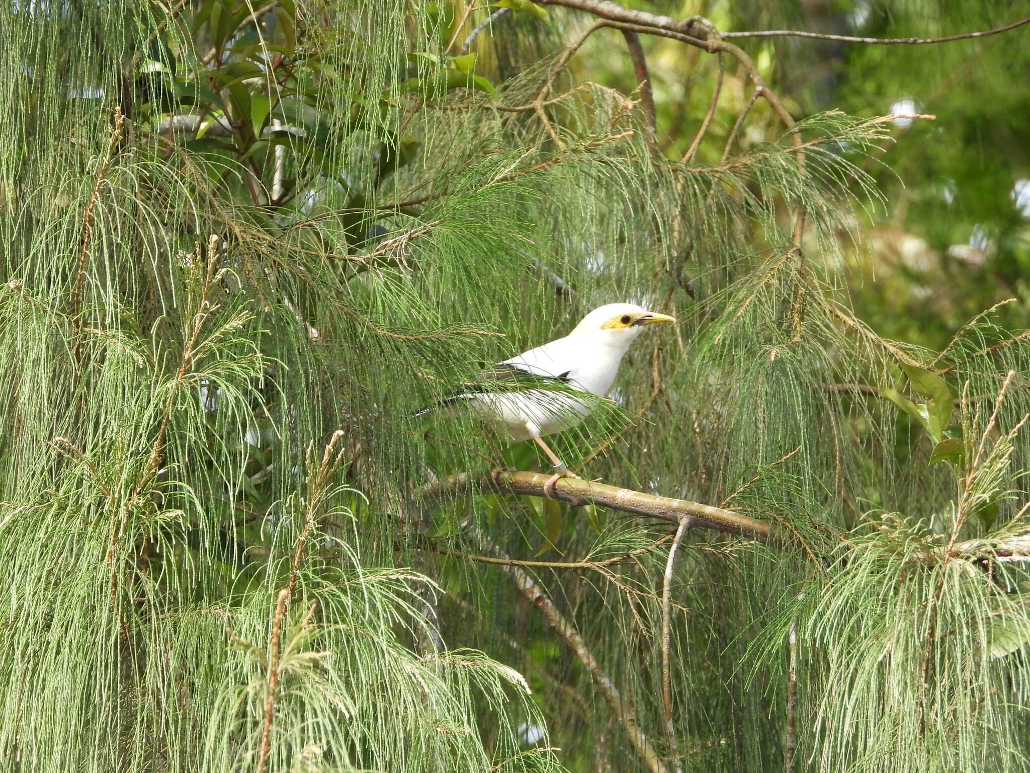 Black-winged Myna (Acridotheres melanopterus), photo 3