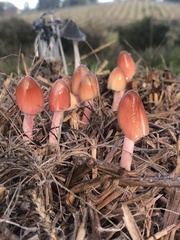 Bolbitius coprophilus