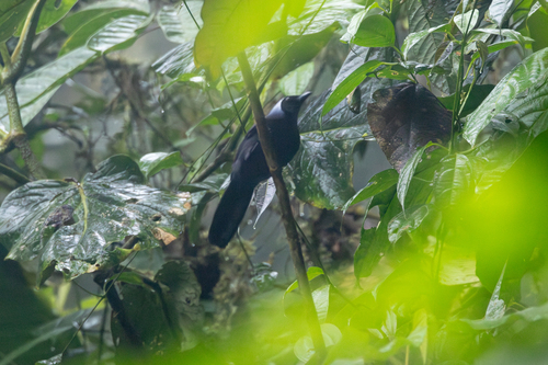 Beautiful Jay (Cyanolyca pulchra), photo 5