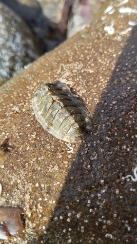 Rhyssoplax olivacea