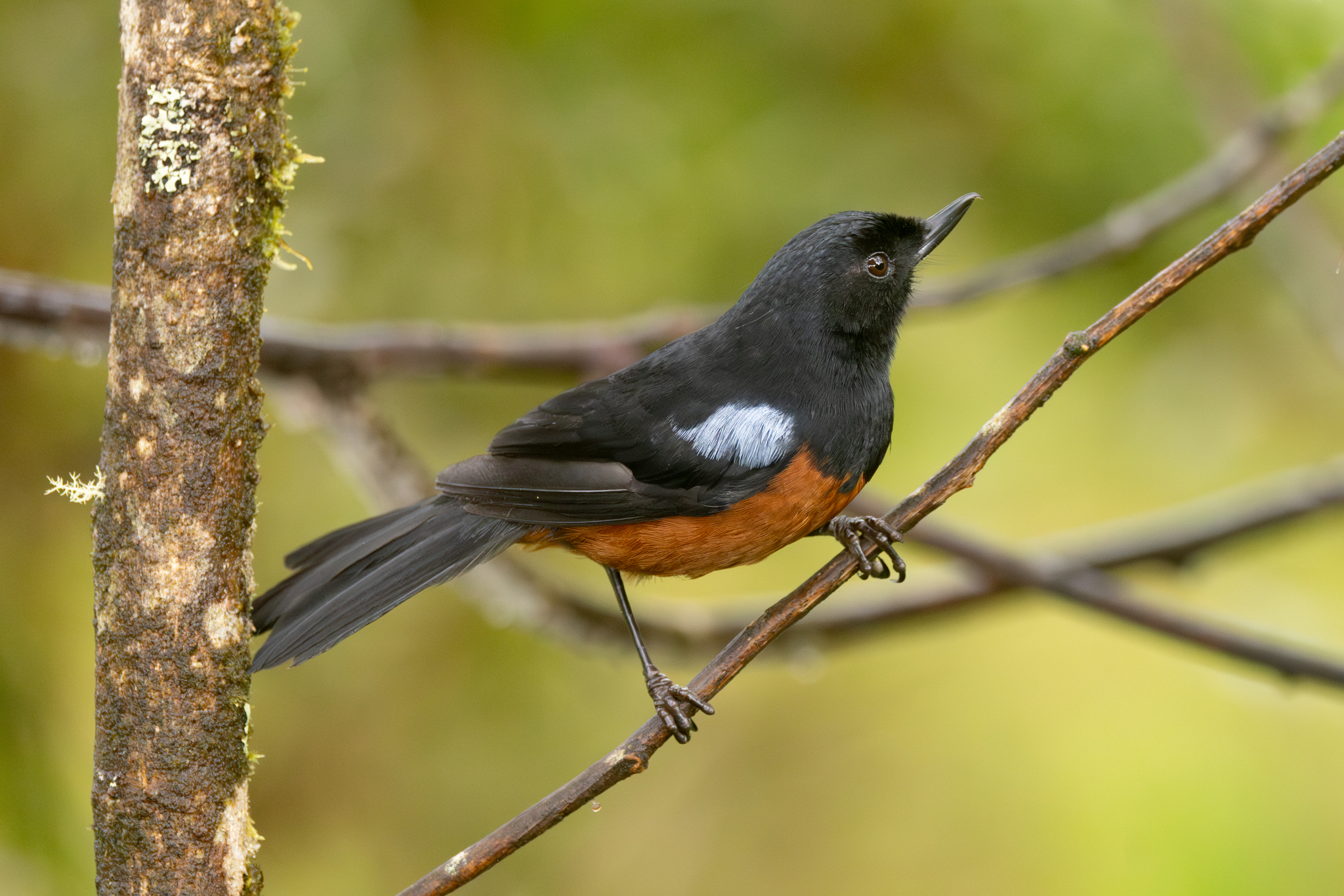 Chestnut-bellied Flowerpiercer (Diglossa gloriosissima), photo 7