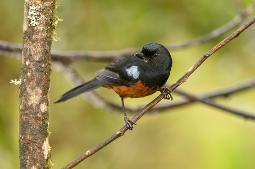 Chestnut-bellied Flowerpiercer (Diglossa gloriosissima), photo 8