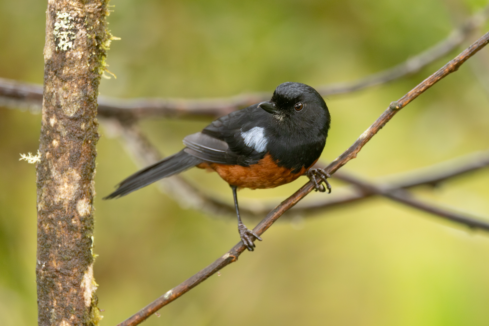 Chestnut-bellied Flowerpiercer (Diglossa gloriosissima), photo 6