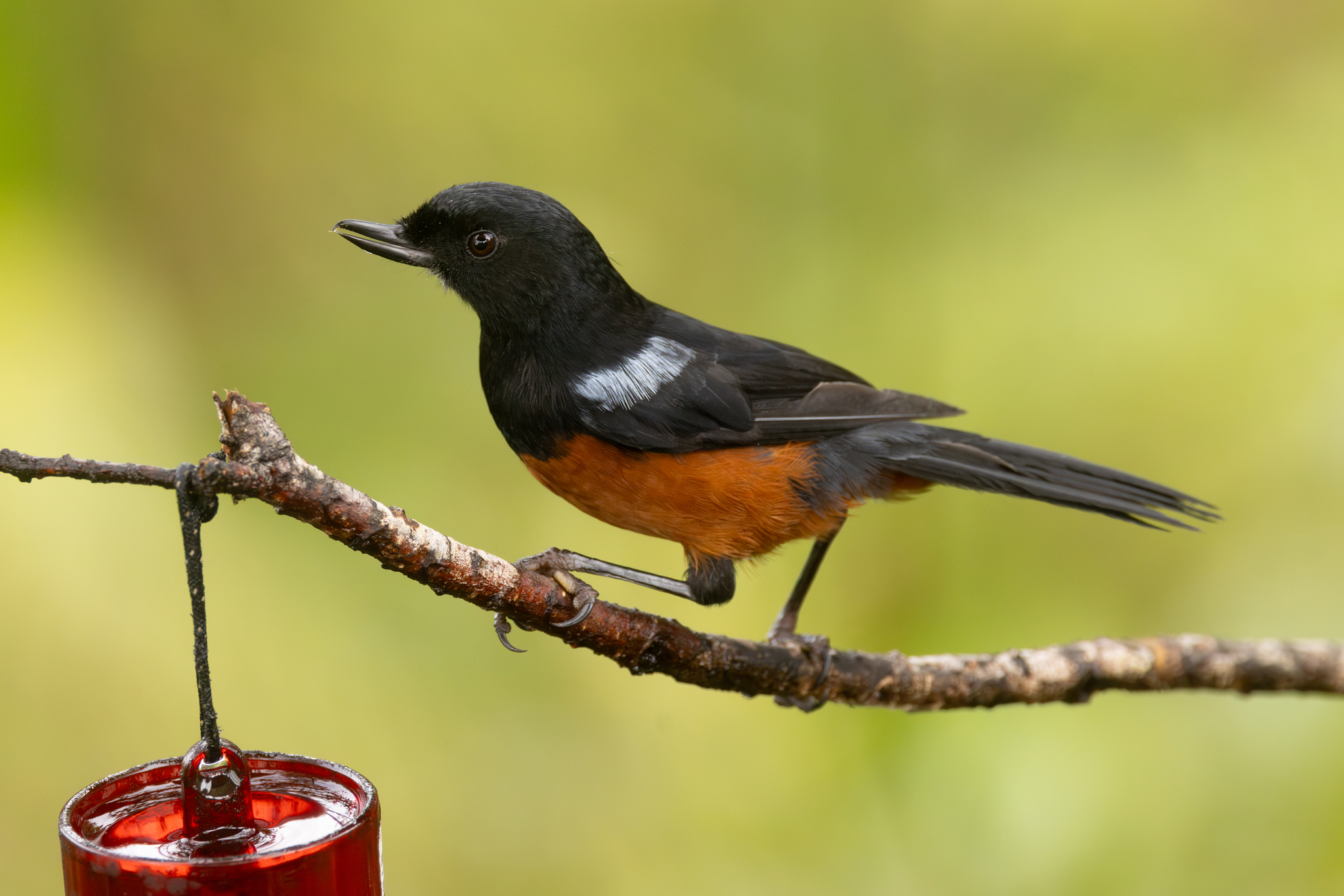 Chestnut-bellied Flowerpiercer (Diglossa gloriosissima), photo 4