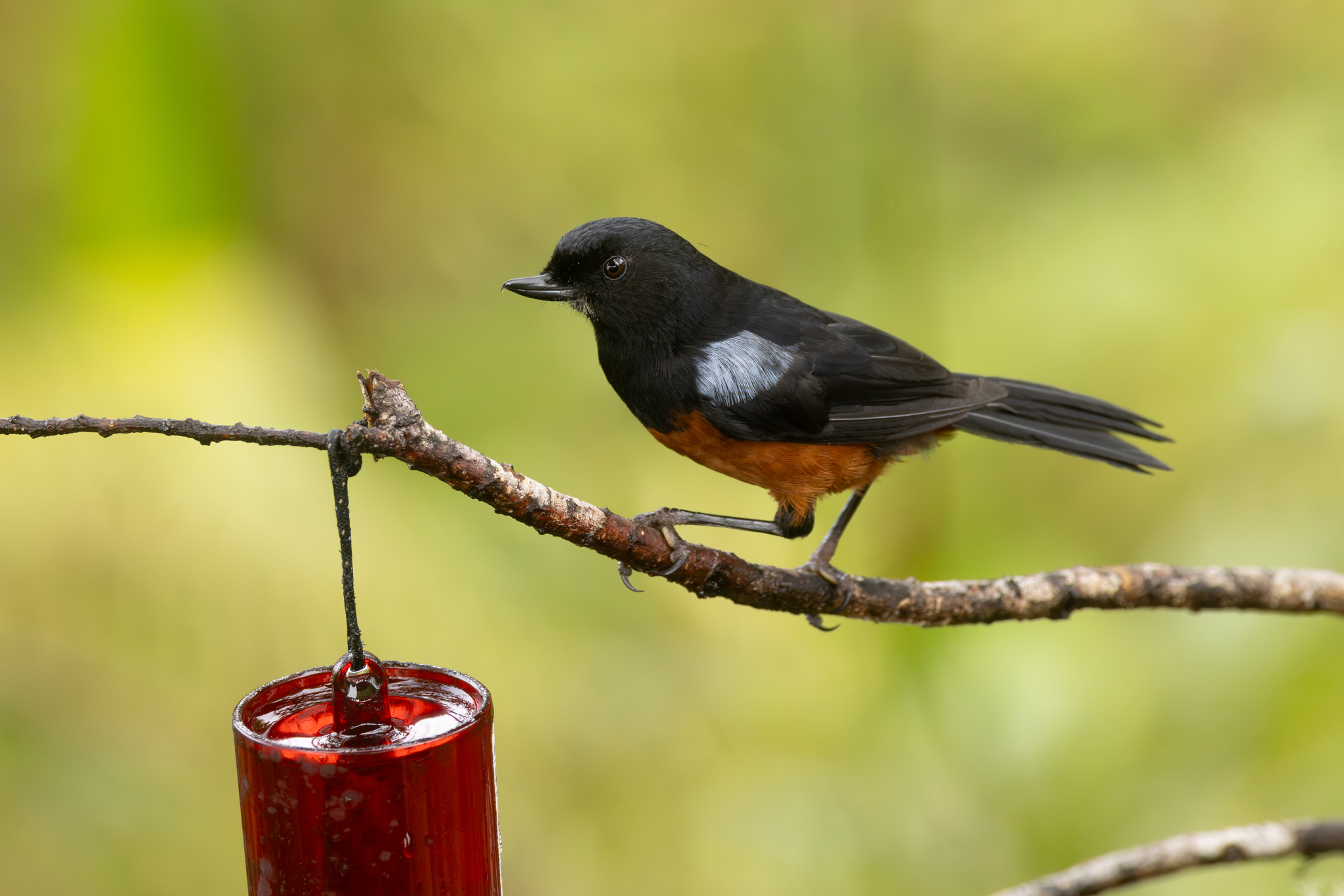Chestnut-bellied Flowerpiercer (Diglossa gloriosissima), photo 5