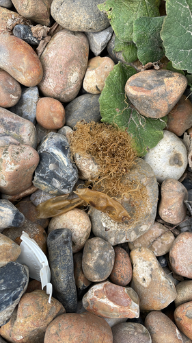 Scyliorhinus canicula