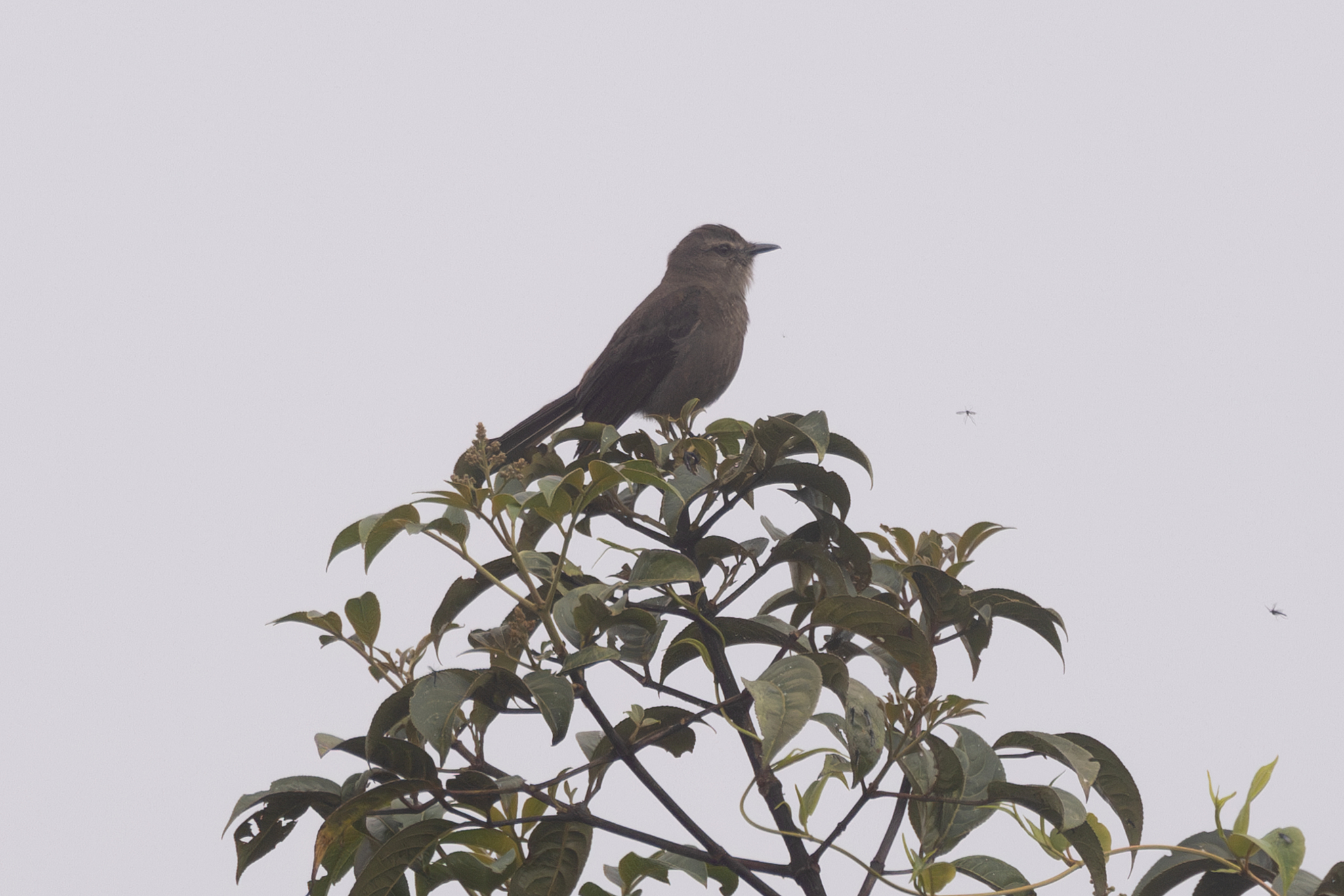 Smoky Bush Tyrant (Myiotheretes fumigatus), photo 2