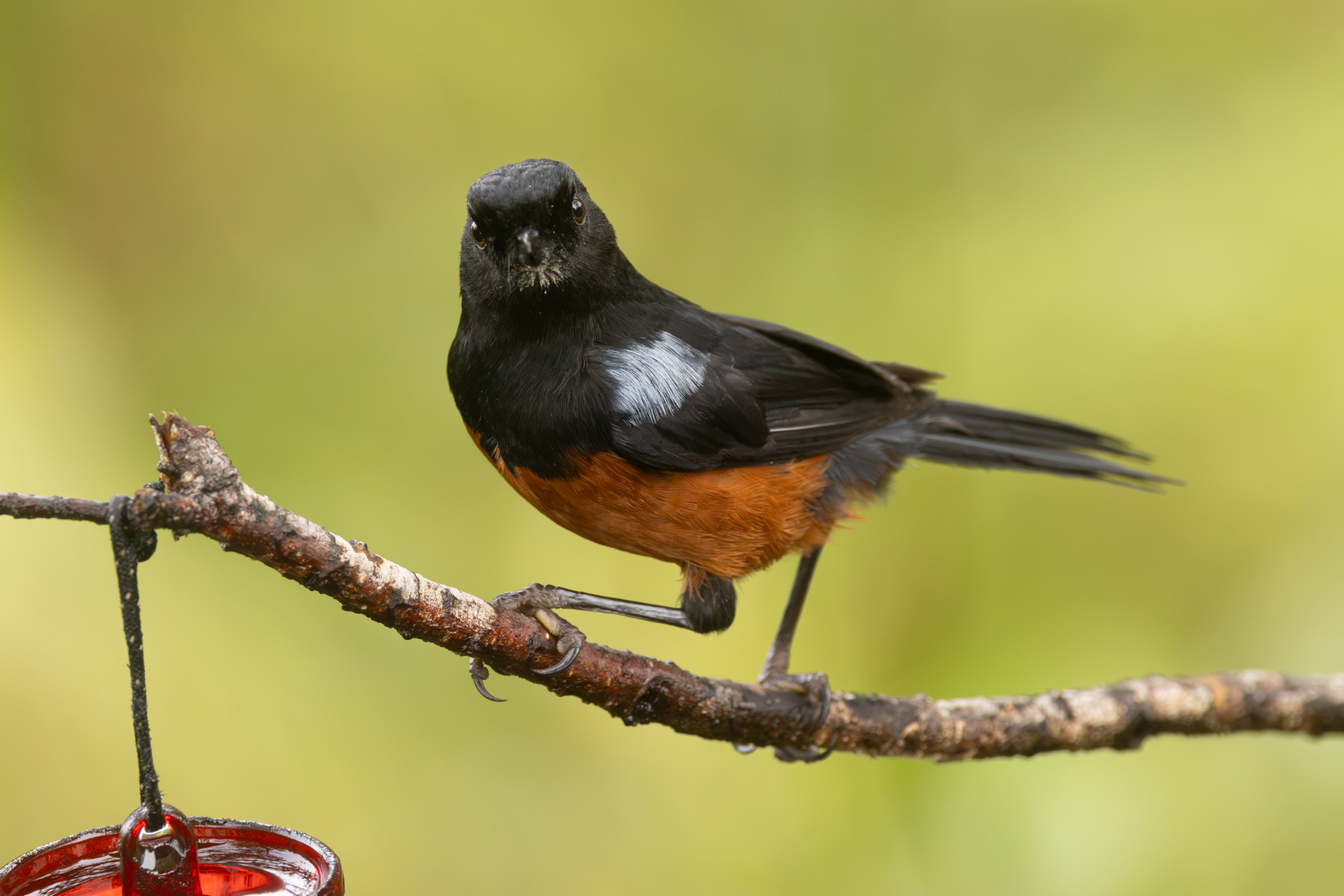 Chestnut-bellied Flowerpiercer (Diglossa gloriosissima), photo 8