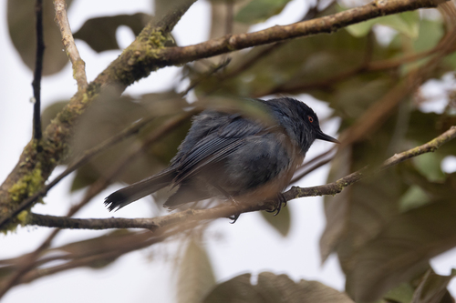 Bluish Flowerpiercer (Diglossa caerulescens)