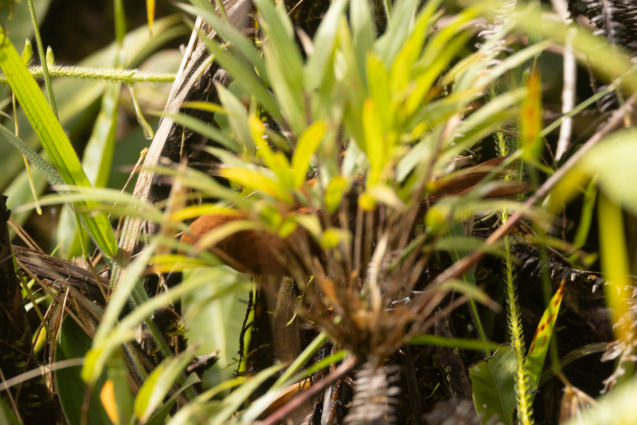 Rufous Spinetail (Synallaxis unirufa), photo 1