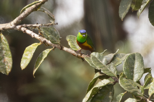 Chestnut-breasted Chlorophonia (Chlorophonia pyrrhophrys), photo 2