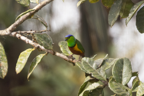 Chestnut-breasted Chlorophonia (Chlorophonia pyrrhophrys), photo 3