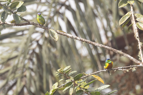 Chestnut-breasted Chlorophonia (Chlorophonia pyrrhophrys), photo 9