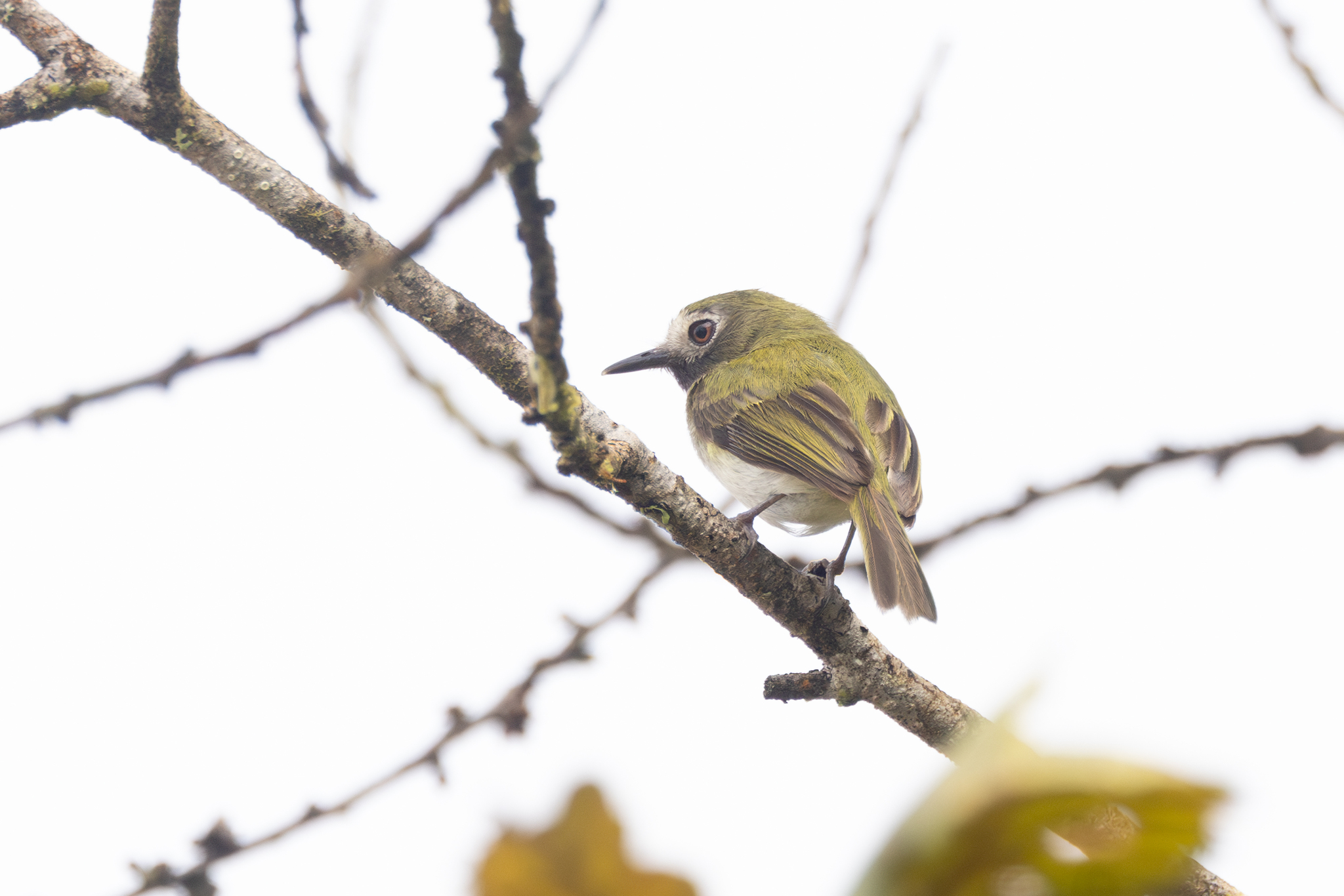 Black-throated Tody-Tyrant (Hemitriccus granadensis), photo 1