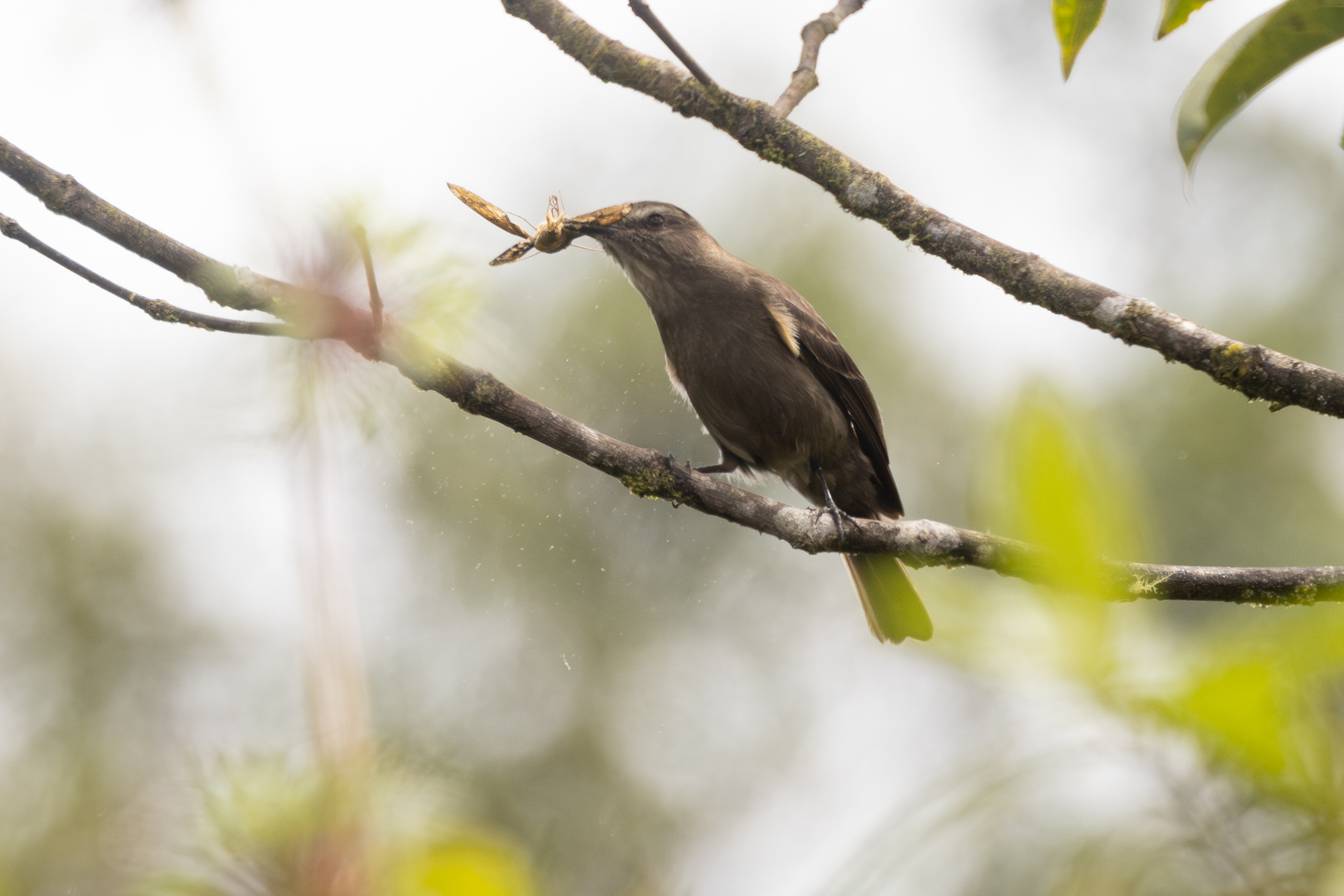 Smoky Bush Tyrant (Myiotheretes fumigatus), photo 1