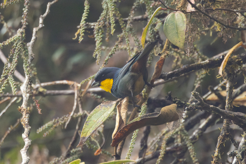 Purplish-mantled Tanager (Iridosornis porphyrocephalus), photo 5