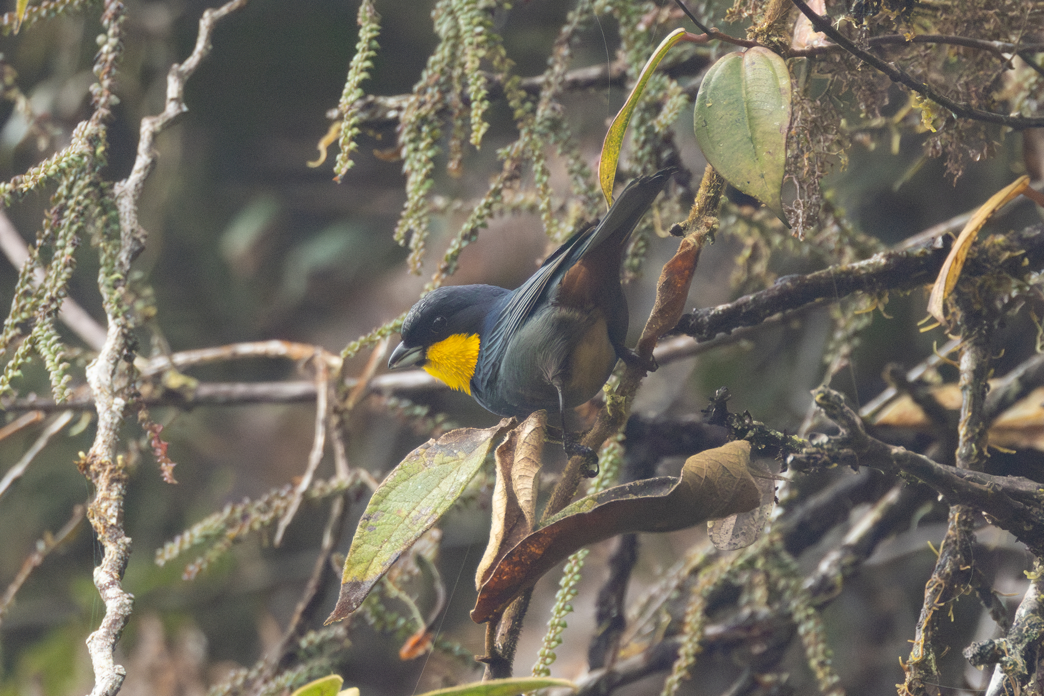 Purplish-mantled Tanager (Iridosornis porphyrocephalus), photo 5