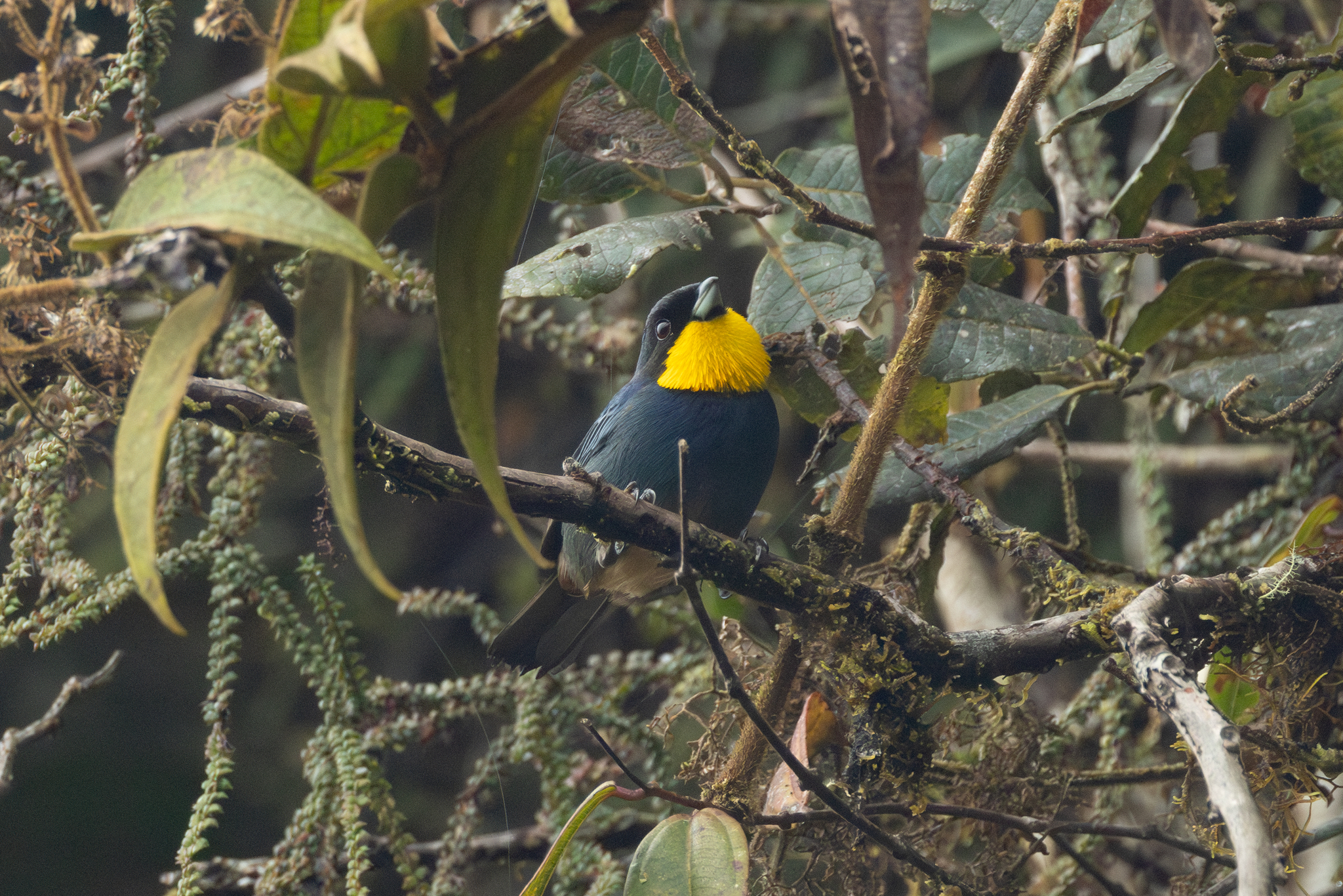 Purplish-mantled Tanager (Iridosornis porphyrocephalus), photo 6