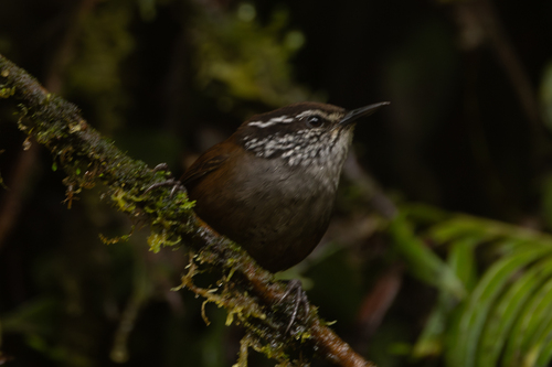 Munchique Wood Wren (Henicorhina negreti), photo 4