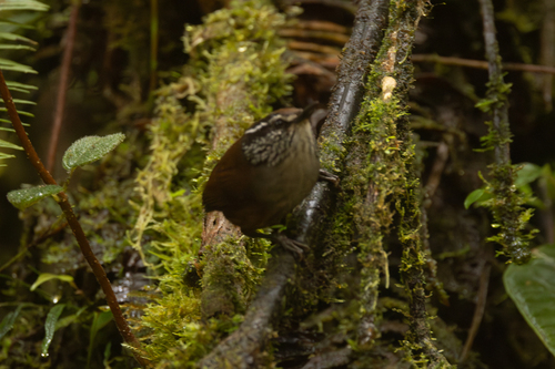 Munchique Wood Wren (Henicorhina negreti), photo 10