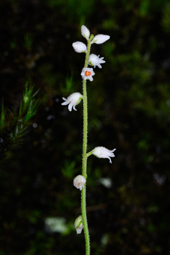Aletris scopulorum