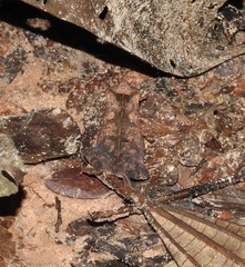 Rhinella castaneotica