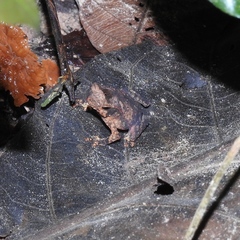 Rhinella castaneotica
